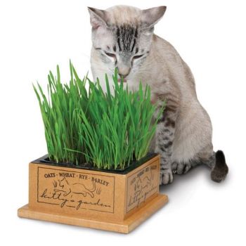 Kitty's Garden