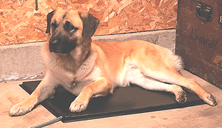 Lectro kennel heated pad sale
