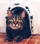 CATHOLE - Cat Door Arch