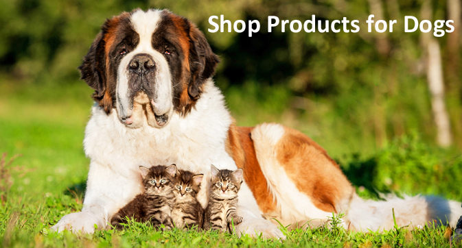 Shop Products for Dogs
