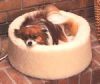 Small Dog Beds